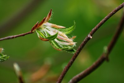 Fagus sylvatica 'Taurica' - buk lesní - list